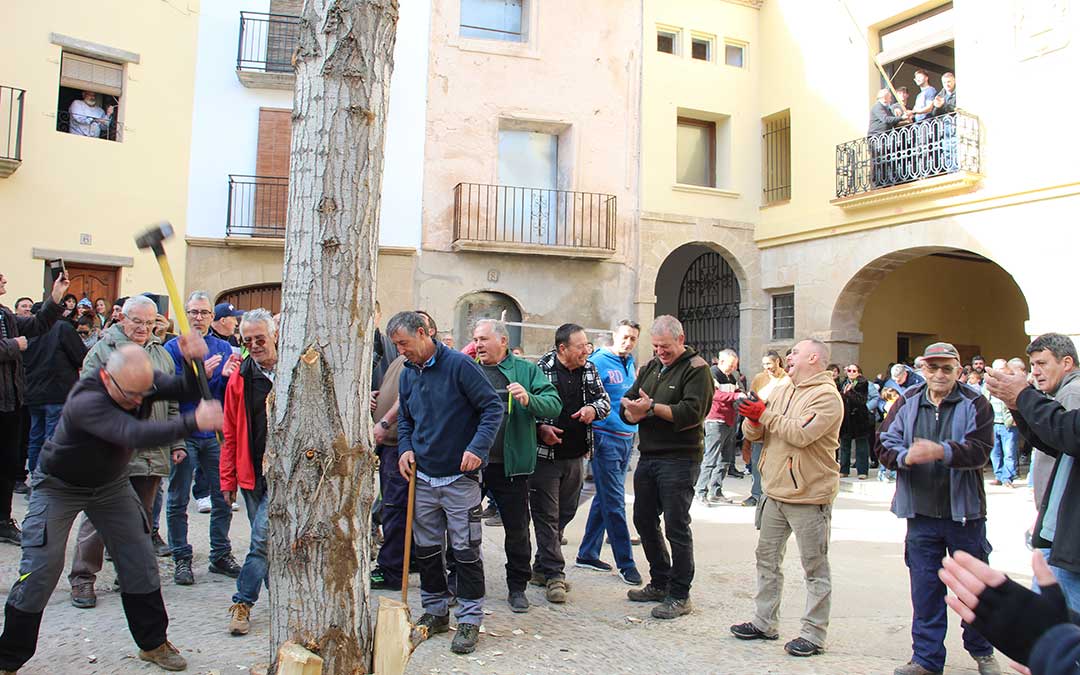 Castelserás planta su chopo para la Monumental Hoguera 2026. / B. Severino