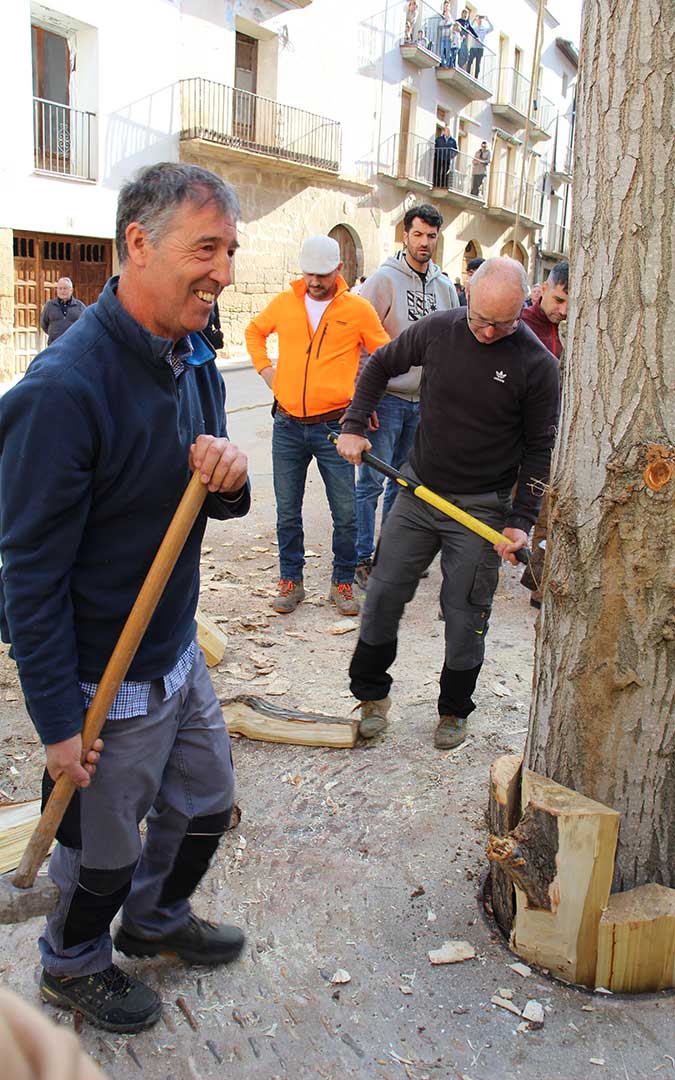 Castelserás planta su chopo para la Monumental Hoguera 2026. / B. Severino