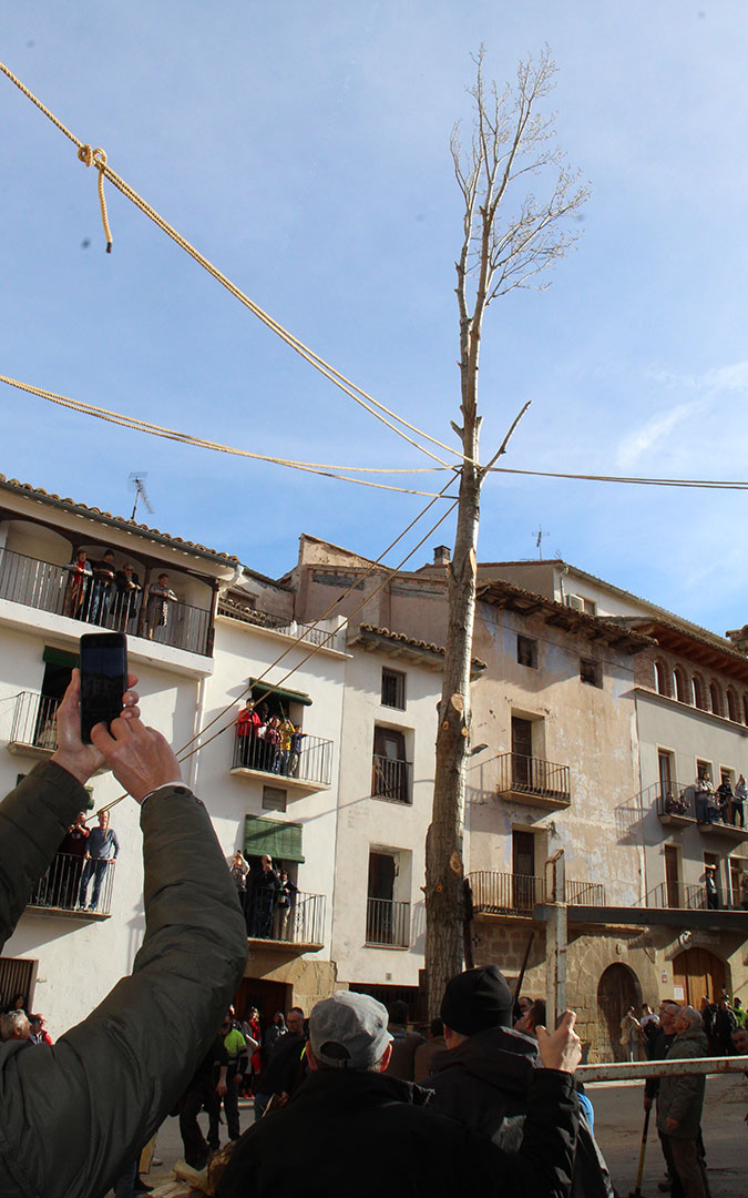 Castelserás planta su chopo para la Monumental Hoguera 2026. / B. Severino