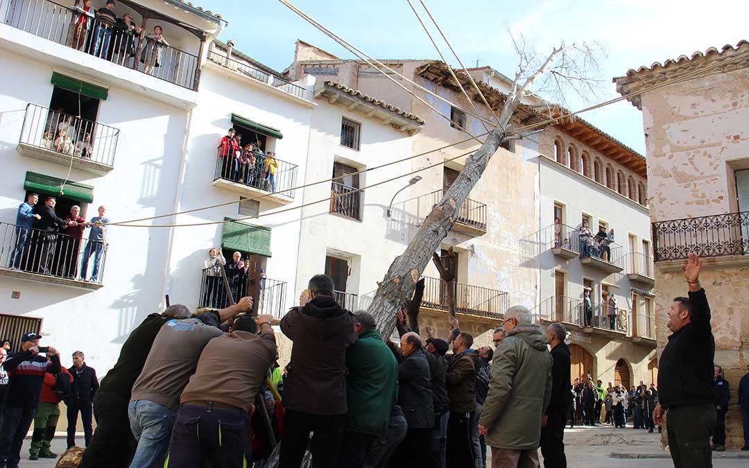 Castelserás planta su chopo para la Monumental Hoguera 2026. / B. Severino