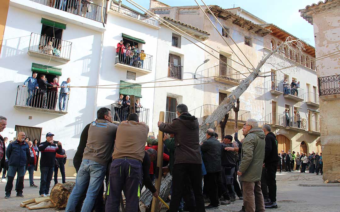Castelserás planta su chopo para la Monumental Hoguera 2026. / B. Severino