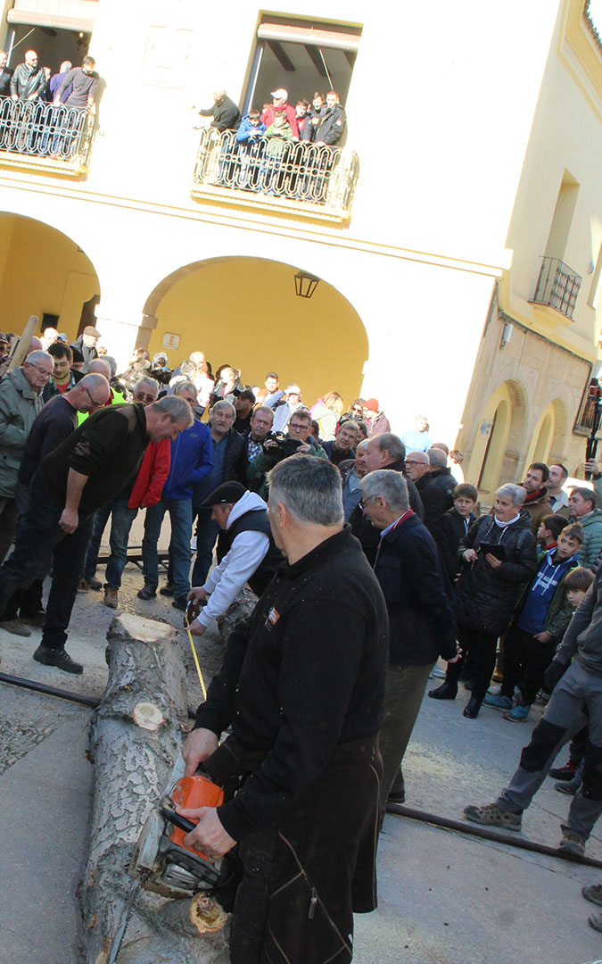 Castelserás planta su chopo para la Monumental Hoguera 2026. / B. Severino