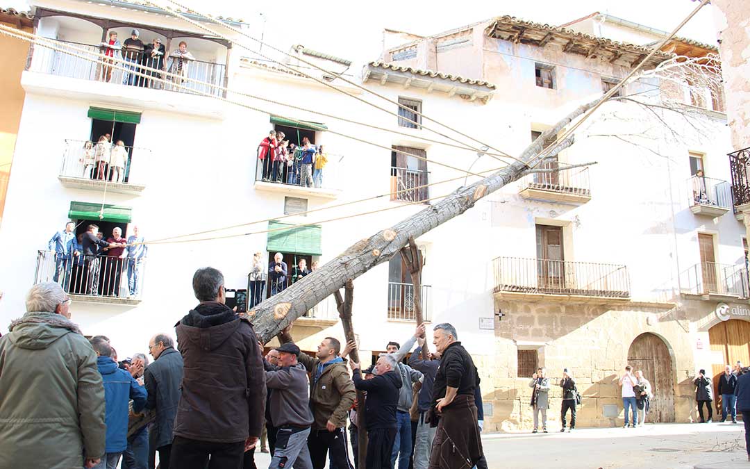 Castelserás planta su chopo para la Monumental Hoguera 2026. / B. Severino