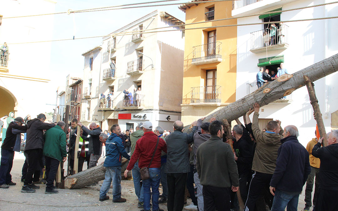 Castelserás planta su chopo para la Monumental Hoguera 2026. / B. Severino