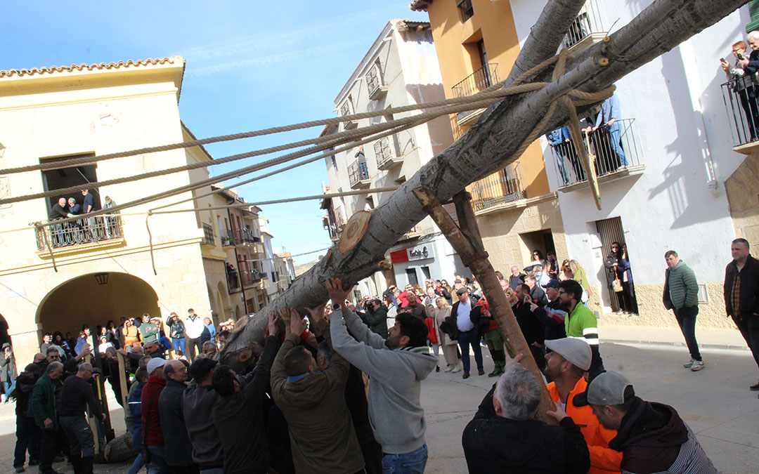 Castelserás planta su chopo para la Monumental Hoguera 2026. / B. Severino