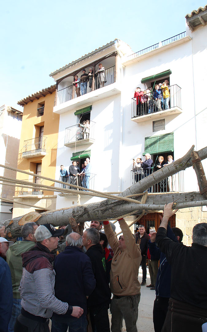 Castelserás planta su chopo para la Monumental Hoguera 2026. / B. Severino