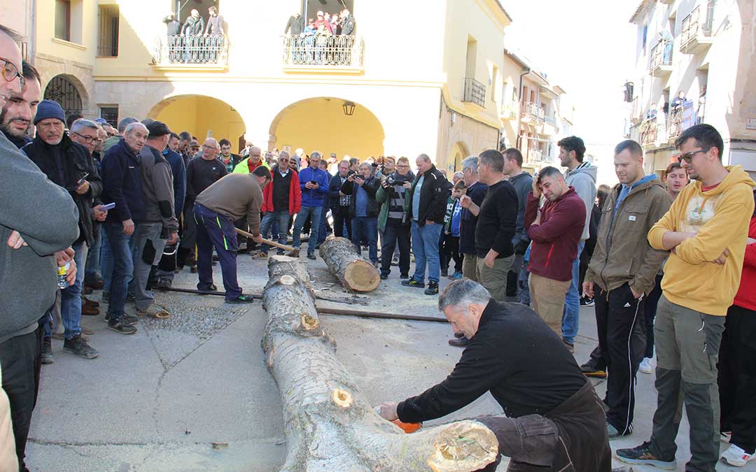 Castelserás planta su chopo para la Monumental Hoguera 2026. / B. Severino