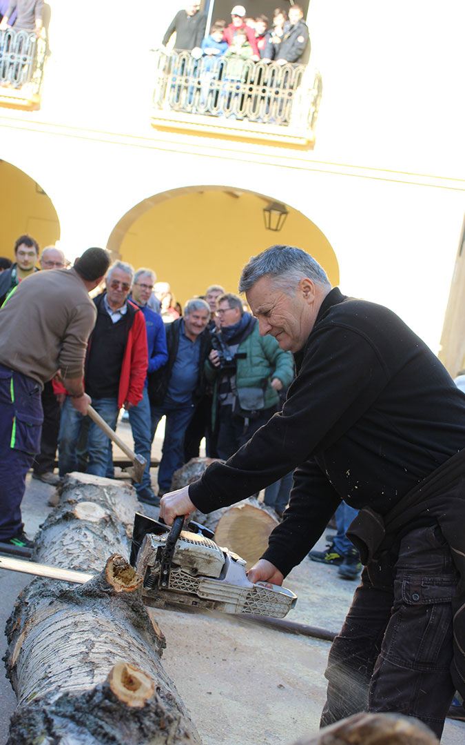 Castelserás planta su chopo para la Monumental Hoguera 2026. / B. Severino