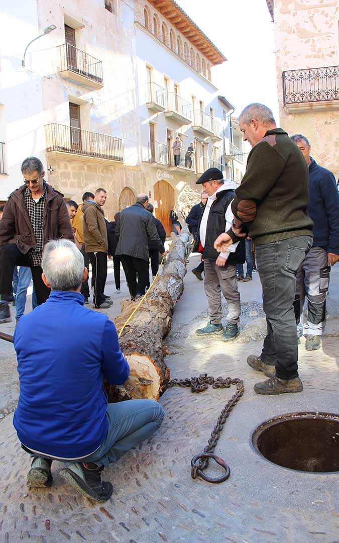 Castelserás planta su chopo para la Monumental Hoguera 2026. / B. Severino