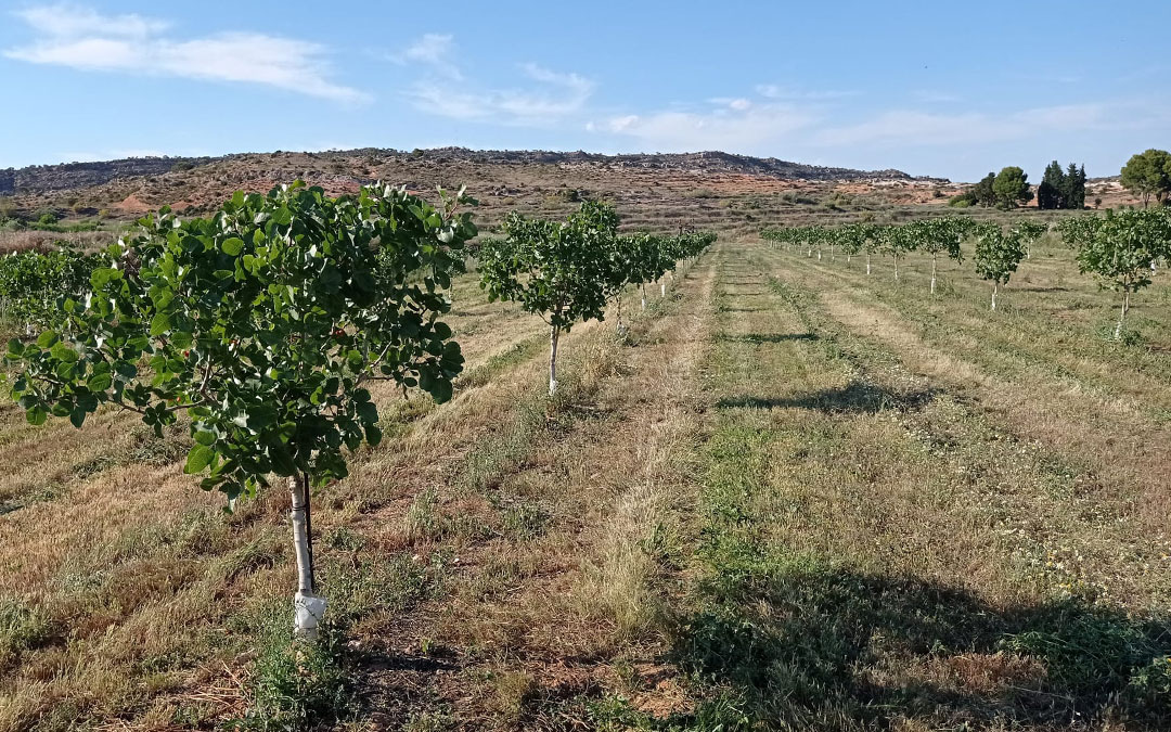 Plantaciones de pistacho de Pistachos Andoval. / J.V.