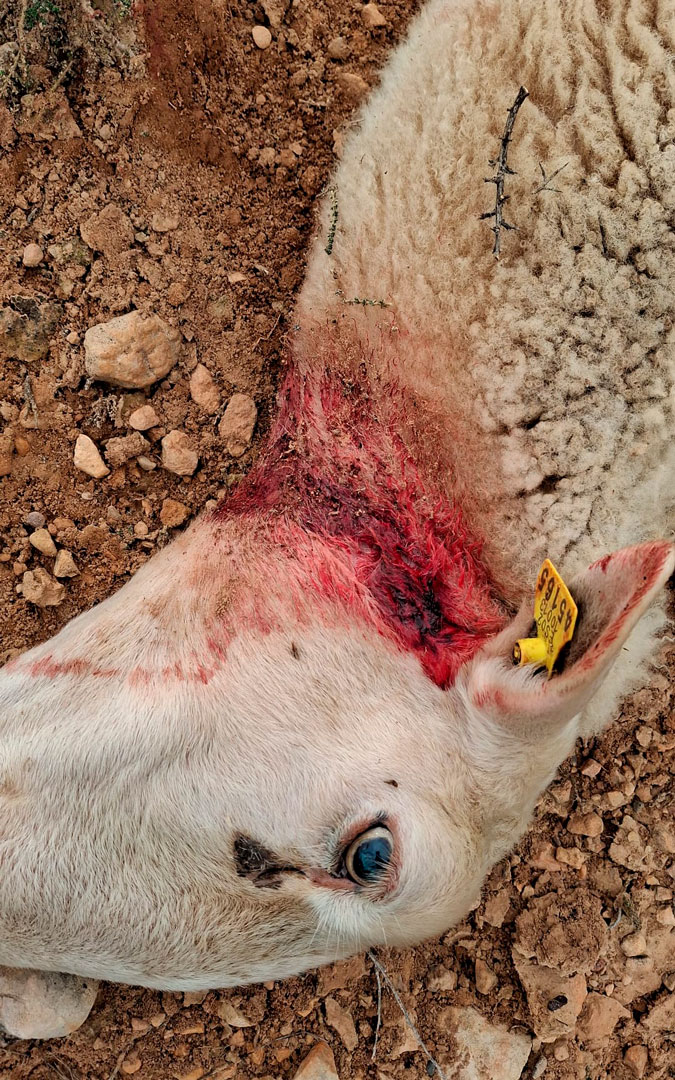 Una de las ovejas que ha sufrido el ataque del lobo./ L.C.
