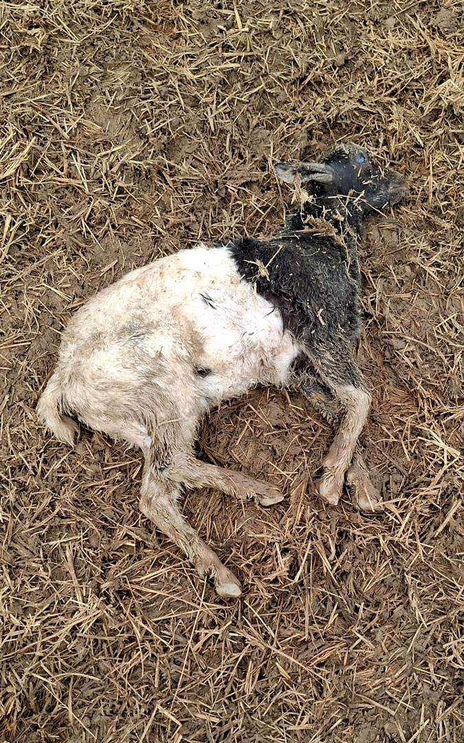 Estado en el que ha quedado una de las ovejas al entrar en el contacto con el vallado eléctrico./ L.C.