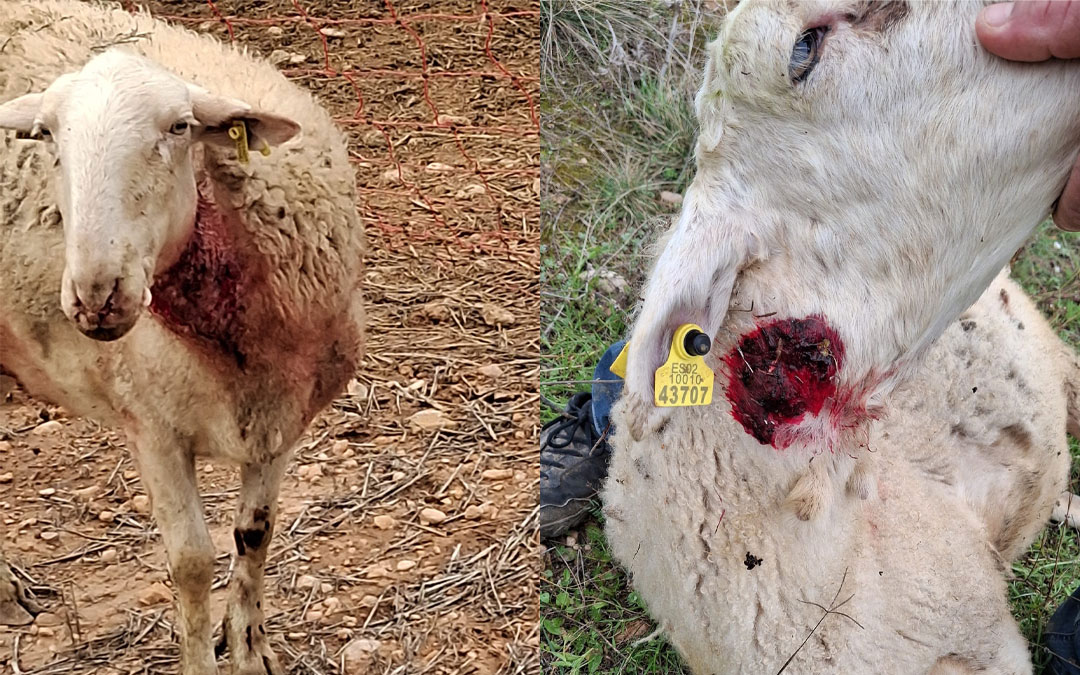 Algunas de las heridas que el lobo dejó en las ovejas./ CEDIDA