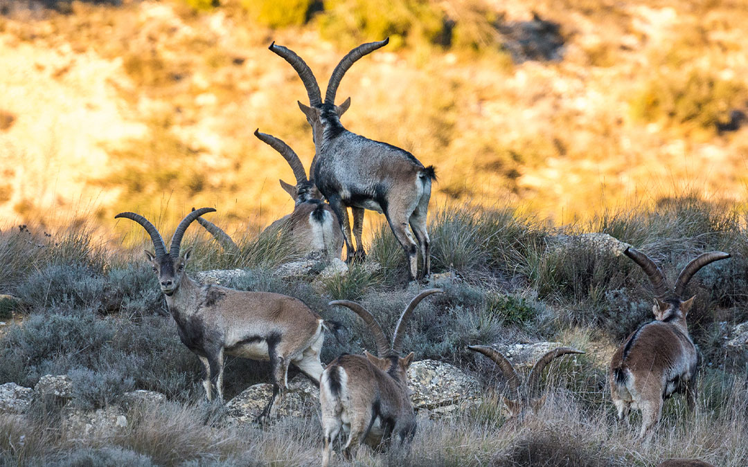 Grupo de cabras montés hispánicas en la provincia./ Cedida