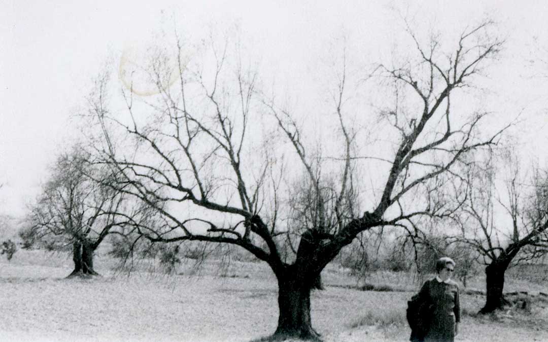 Foto de olivos helados de 1956 en Alcañiz publicada en el libro '1956, L’any de la Gelada’ del periodista Lluís Rajadell / Autor Carlos Esteban