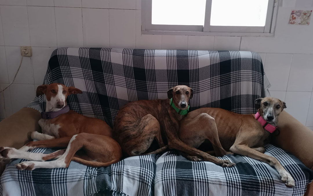 Lima, Liara e India son algunos de los perros atendidos en el refugio. / H.M.
