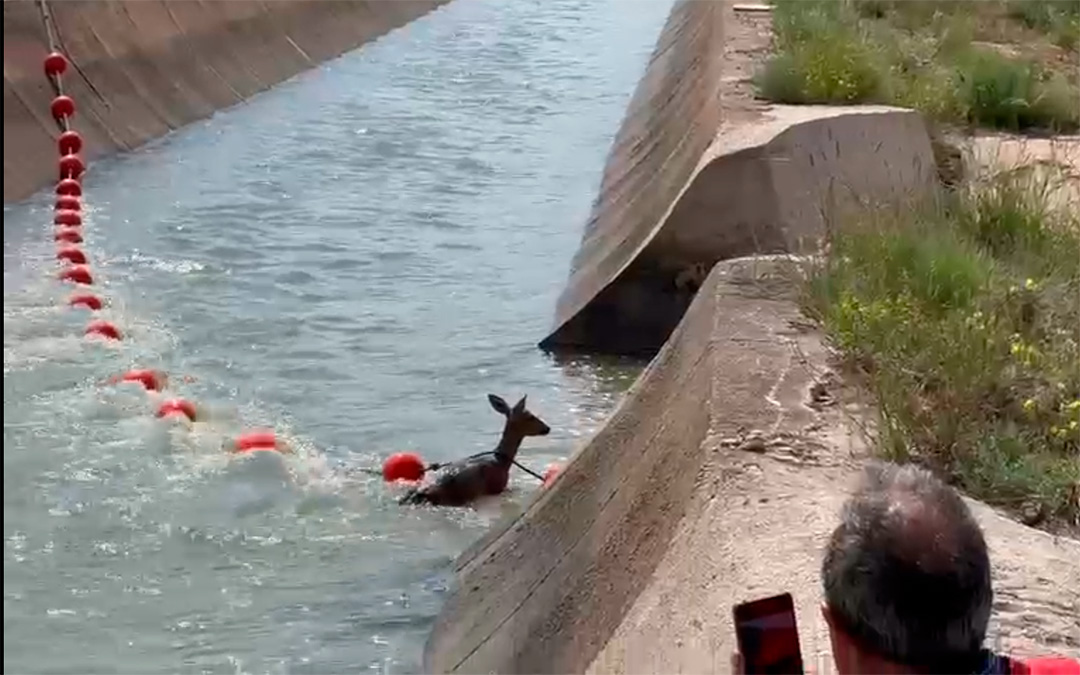 Un corzo ayudado por una bolla a salir del canal Alcañiz - Calanda. /CHE