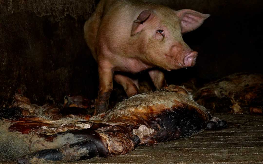 Los cerdos conviven en el interior con cadáveres de animales muertos. / ARDE