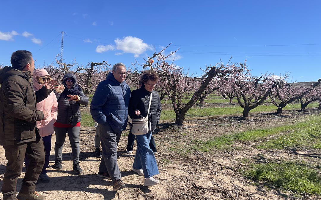 Melocotoneros en flor Calanda 2026./ S.F.