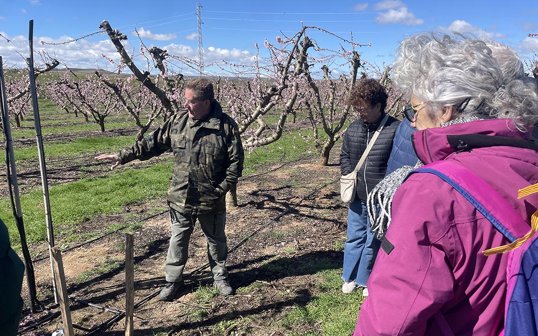 Melocotoneros en flor Calanda 2026./ S.F.