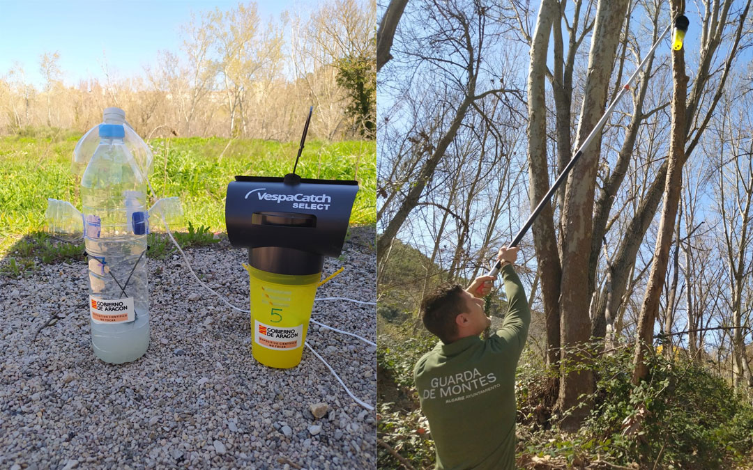 El guarda de montes y los APN han colocado trampas en la ribera del Guadalope para atrapar las avispas asiáticas reinas / Ayto. Alcañiz
