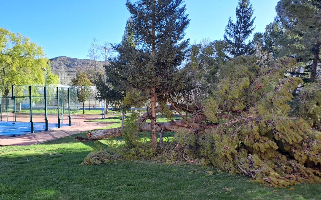 El fuerte viento ha conseguido arrancar un pino en las piscinas / Ayunt. Utrillas