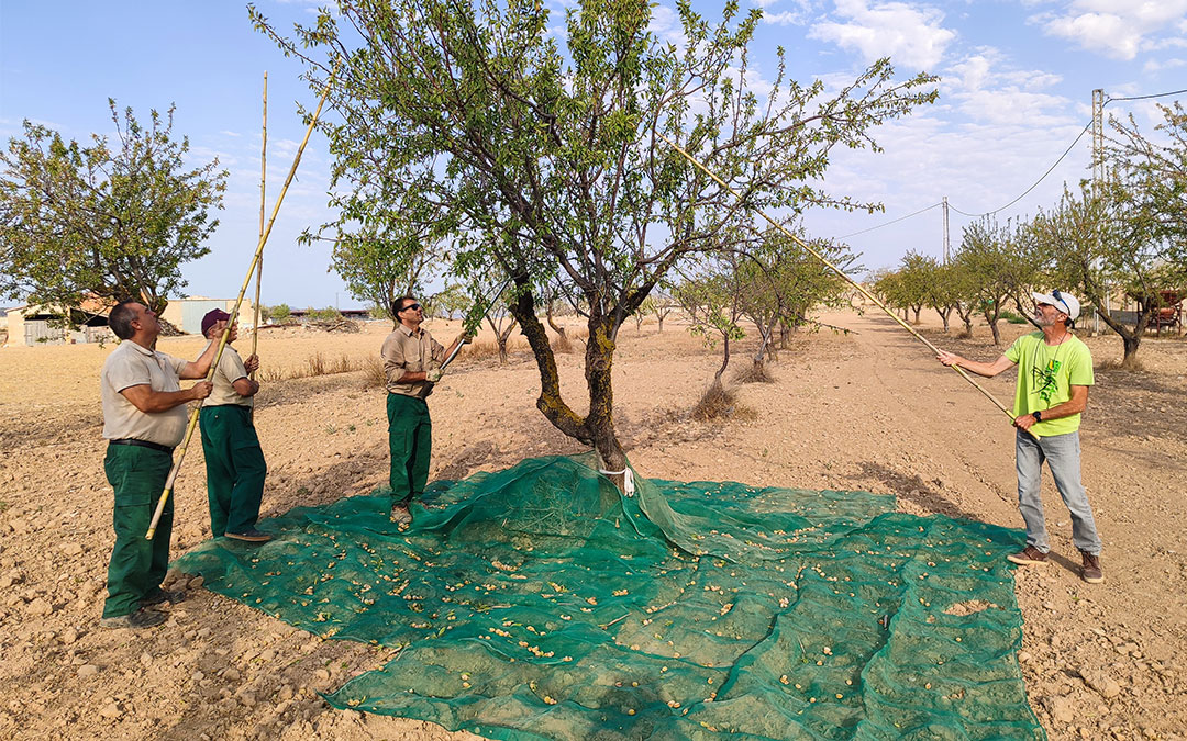 Imagen de agricultores recogiendo almendra. / DGA