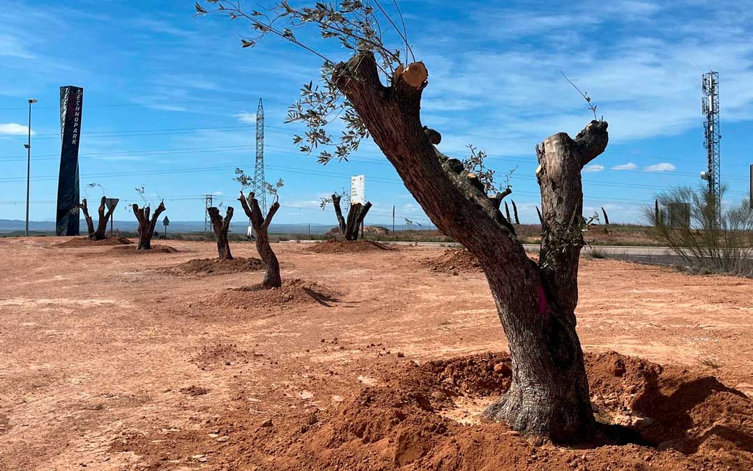 Los olivos son ahora los protagonistas de las rotondas de acceso al complejo. / MOTORLAND