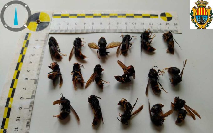 La avispa asiática se expande en Alcañiz: 62 reinas capturadas en un mes en la ribera del Guadalope