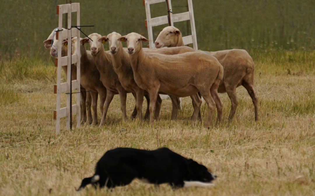 Uno de los perros participantes en el concurso de perros pastores./ Marc Gacía de Reelity