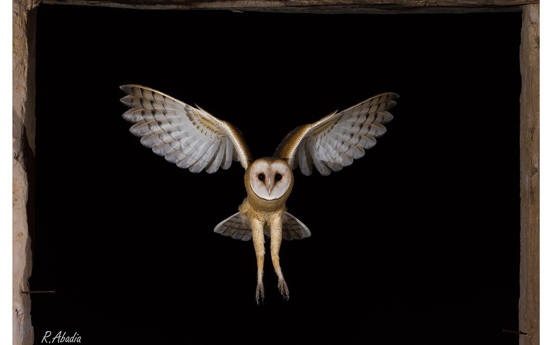 La lechuza entrando de noche por la puerta de la masada. / Roberto Abadía