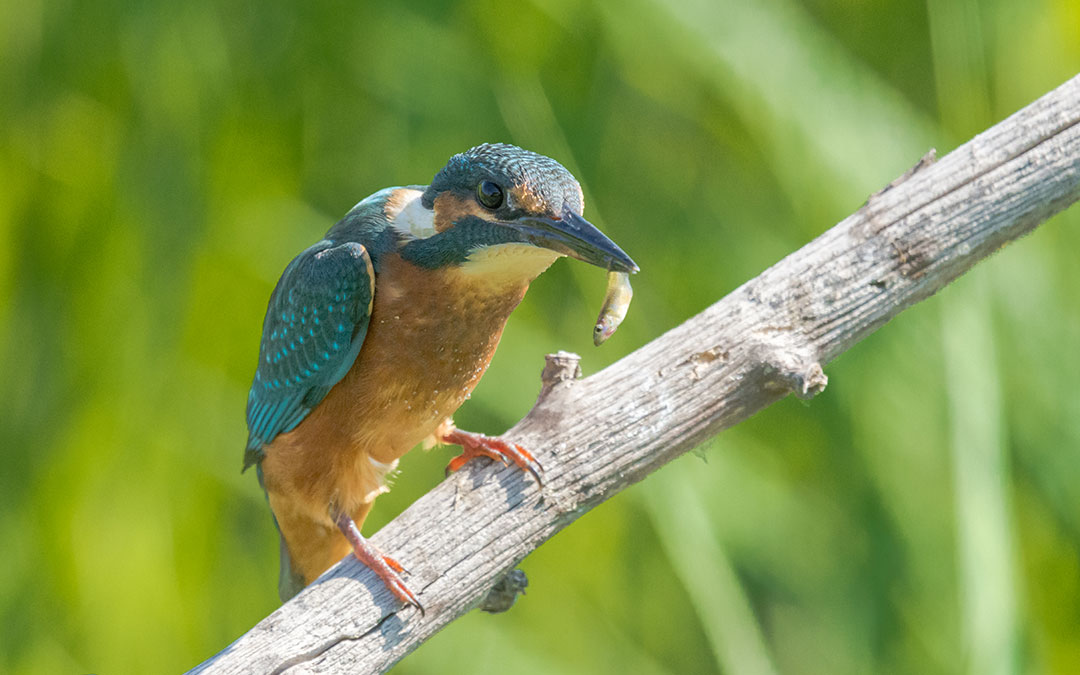 Un Martín Pescador fotografiado con su presa. / Roberto Abadía