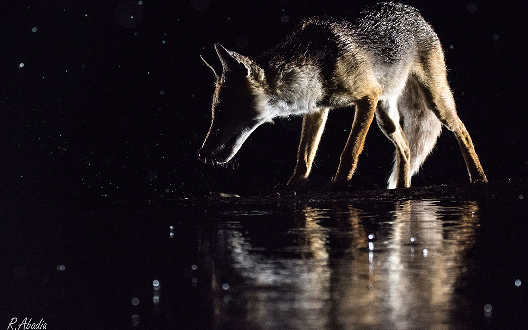 El fototrampeo hizo posible la imagen del zorro bebiendo de noche. / Roberto Abadía