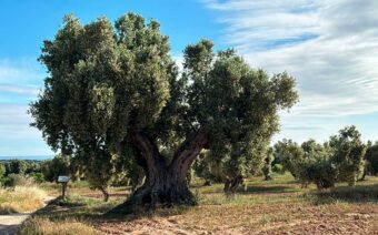 La Olivera del Suavo de Calaceite, catalogada como Mejor Olivo Monumental de España 2026