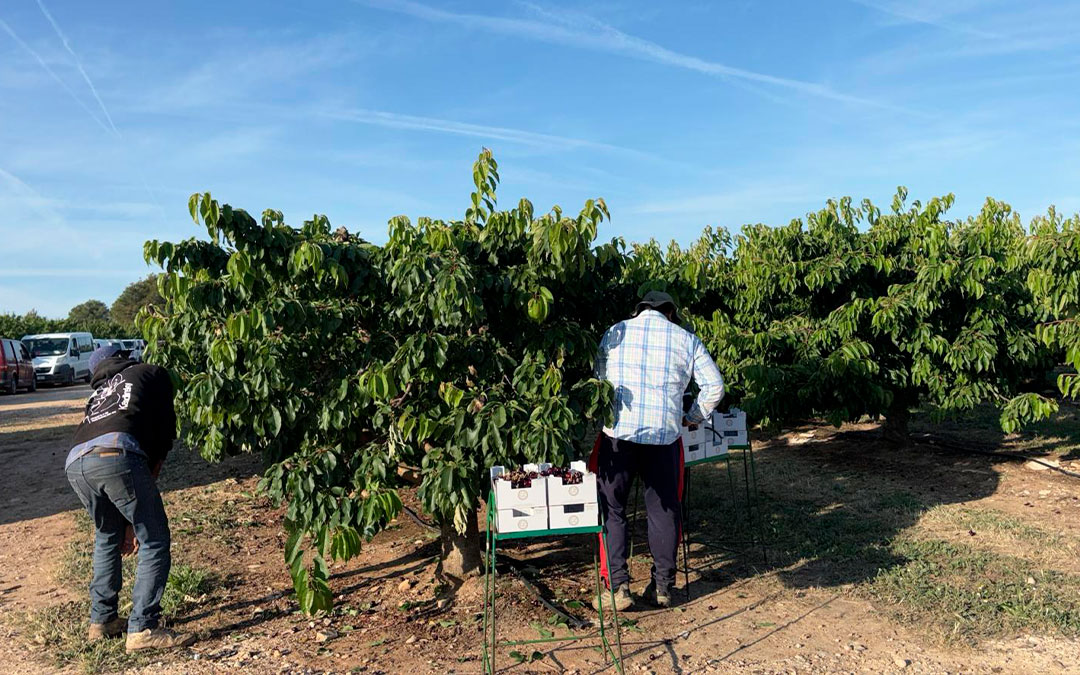 Trabajadores en un campo en Nonaspe./ Alba Zurita