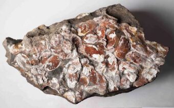 Descubren en Ariño cuatro nuevos tipos de bivalvos fósiles de hace 110 millones de años