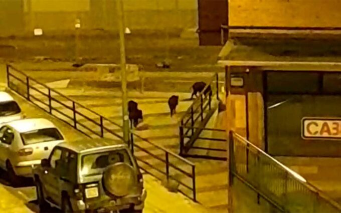 Una manada de jabalíes irrumpe de noche en pleno casco urbano de Alcañiz