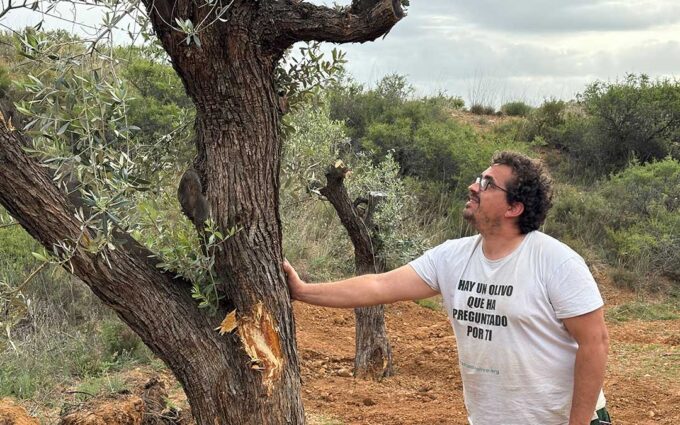 Apadrinaunolivo.org traslada dos ejemplares centenarios para evitar que sean arrancados por las obras de la carretera entre Oliete y Alloza