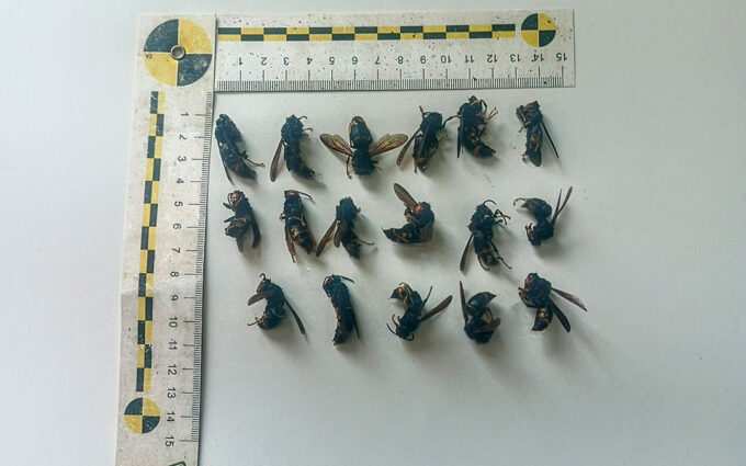 La avispa asiática continúa extendiéndose y ya se han capturado 150 en Alcañiz