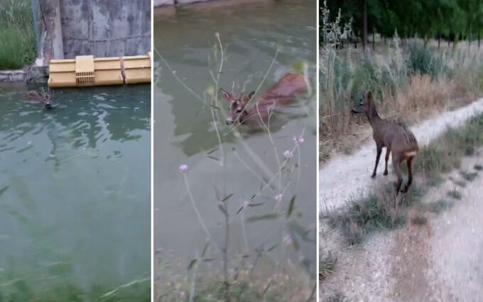 Así rescatan a un corzo a punto de ahogarse en el canal Calanda-Alcañiz