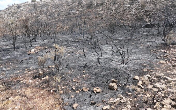 DGA convoca una línea de ayudas para las explotaciones agrarias afectadas por los incendios de este verano