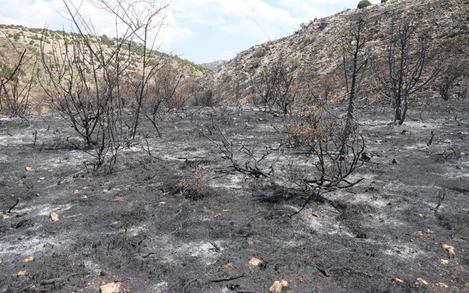 Un mes después del fuego en el Bajo Aragón Histórico: «Hay que actuar ya, si no será catastrófico y más costoso»