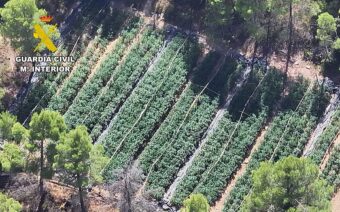 Detenidas dos personas tras localizar 2.000 plantas de marihuana en varias parcelas de Arens de Lledó