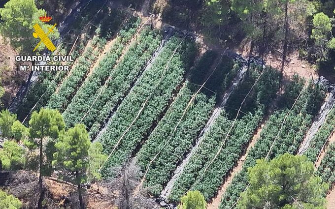 Detenidas dos personas tras localizar 2.000 plantas de marihuana en varias parcelas de Arens de Lledó