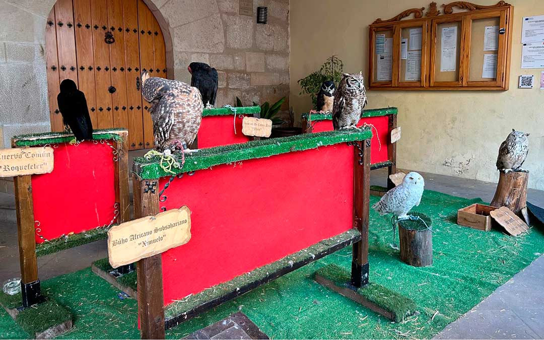 Las aves para la exhibición situadas en el ayuntamiento./ Gema Romero