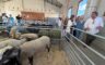 Cantavieja inaugura una Feria Ganadera con 200 puestos y la mayor subasta de vacuno de Aragón