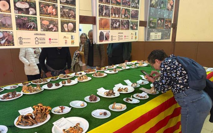 Beceite reivindica 29 años de tradición micológica a pesar de la escasez de ejemplares en el monte