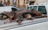 Un cazador de Andorra, amputado tras recibir un disparo en la pierna durante una batida en Ariño