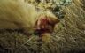 Denuncian a un hombre por disparar a un gato en Oliete: «Hace falta más conciencia contra el maltrato animal»