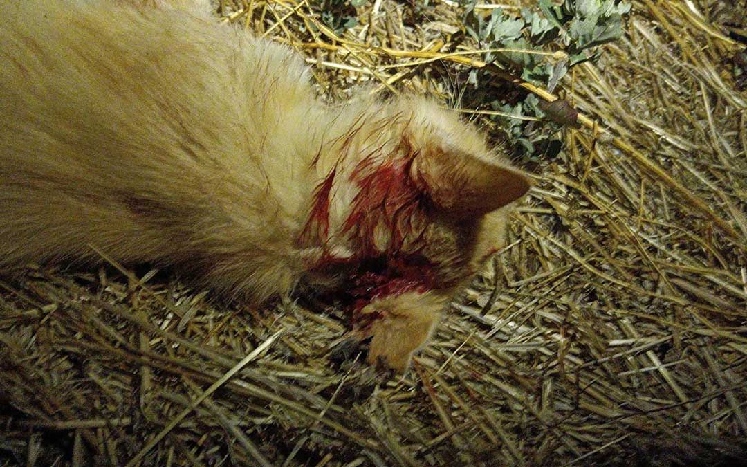 El animal recibió un disparo en la cabeza / Cedida